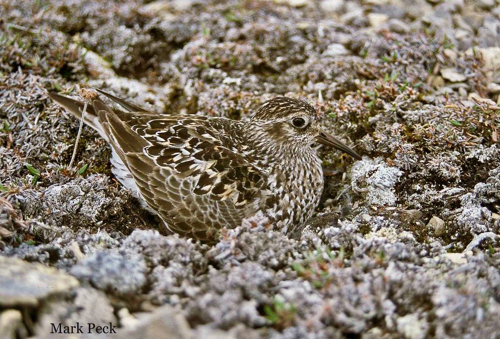 Purple Sandpiper - Calidris maritima by Mark Peck Bird Photography is licensed under CC BY-NC-SA 2.0